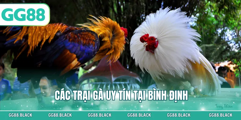 Các trại gà uy tín tại Bình Định